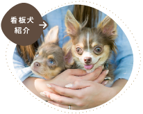 看板犬紹介